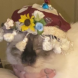 Meet your Posher, Bree